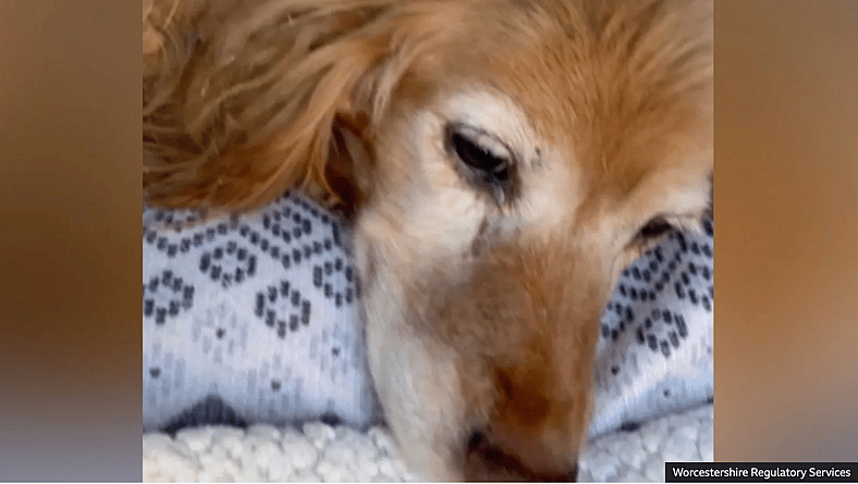 Demand Justice for Dogs Left as ‘Bags of Bones’ by Heartless Owners